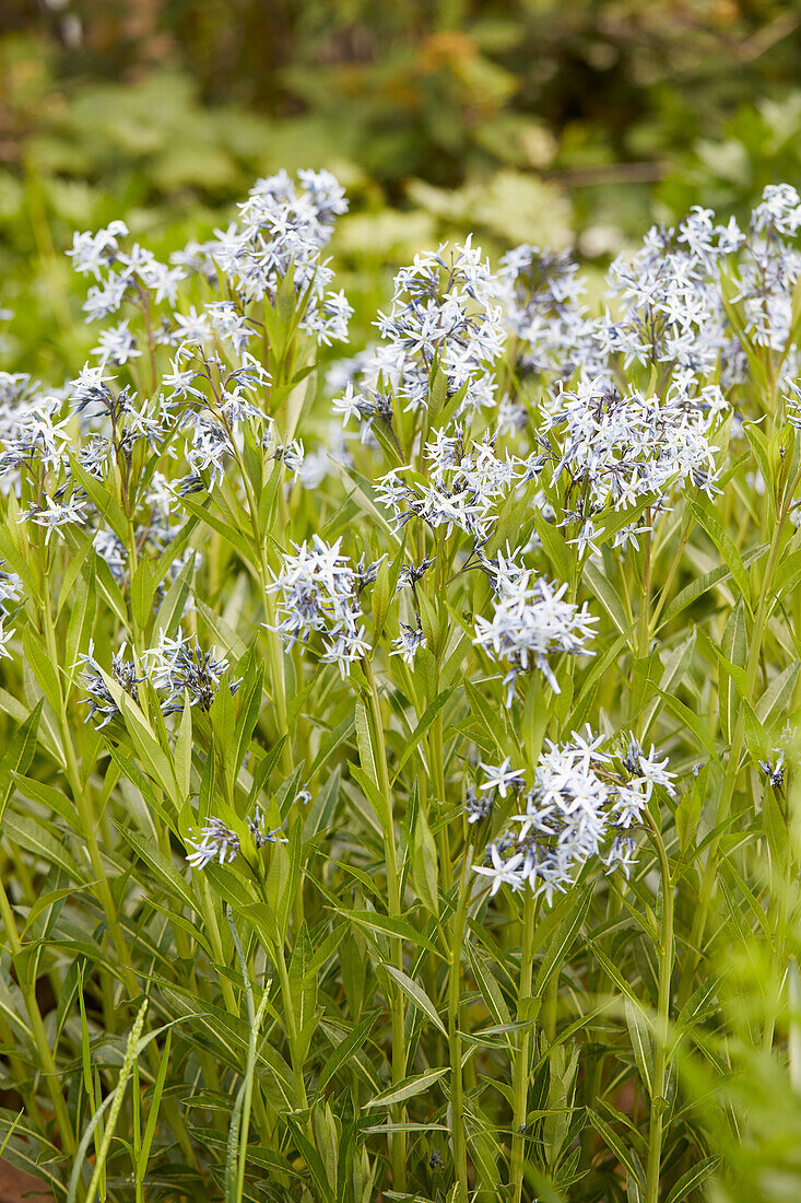 Amsonia ciliata