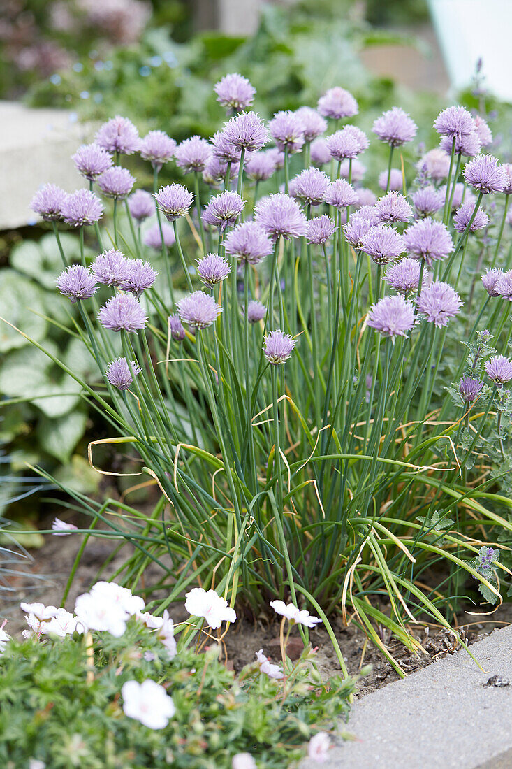 Allium schoenoprasum