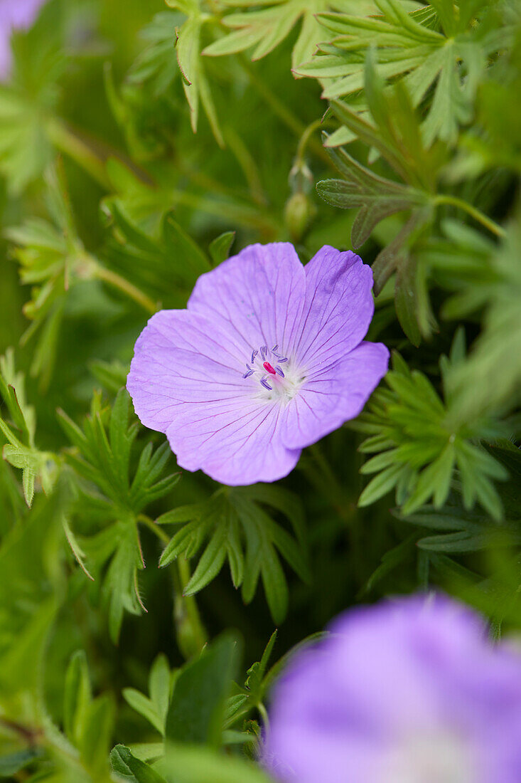 Storchschnabel (Geranium)