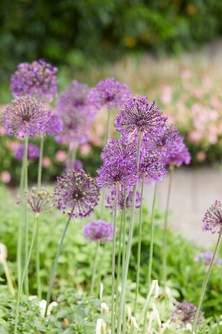 Allium