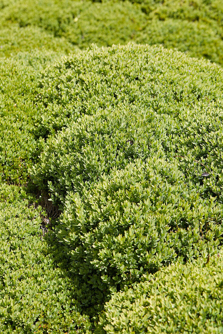 Buxus sempervirens