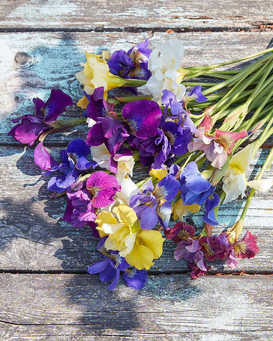 Iris sibirica mix