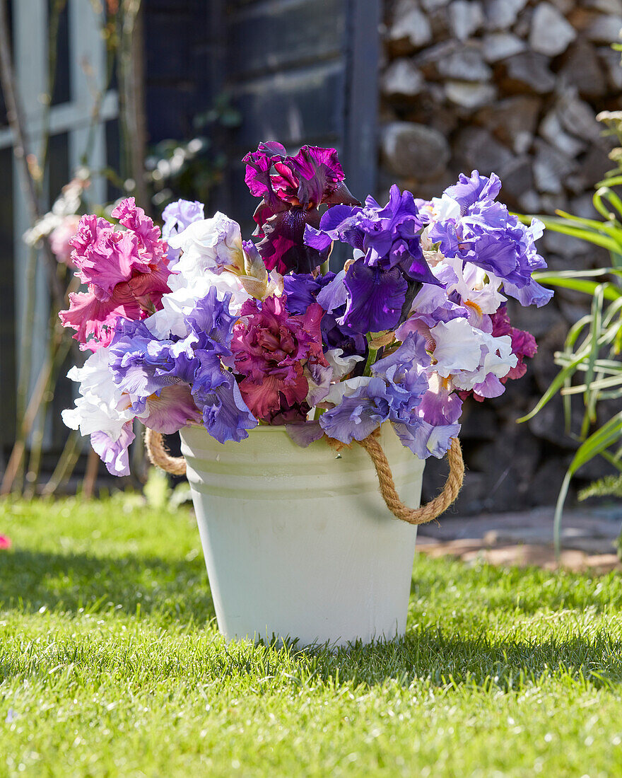 Iris germanica mix