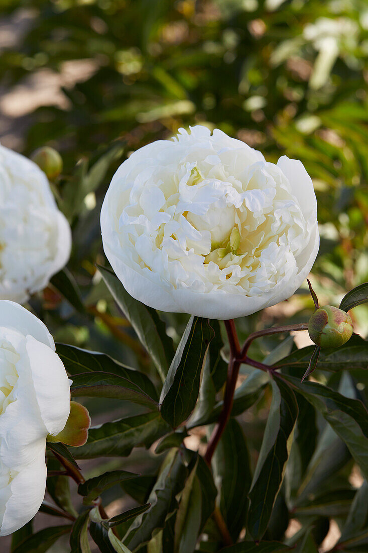 Paeonia Duchesse de Nemours