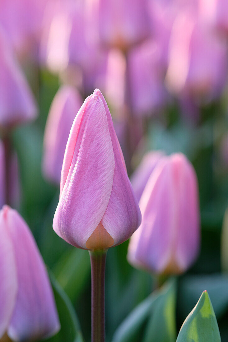 Tulpe (Tulipa) 'Light and Dreamy'
