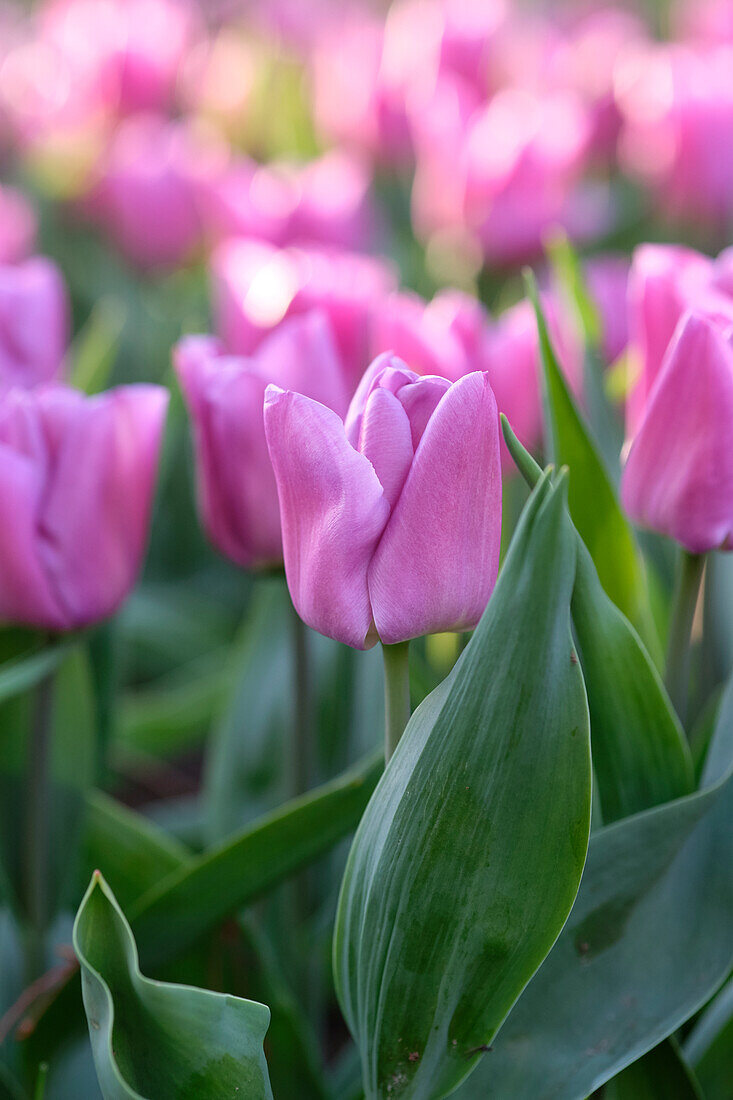 Tulipa Magic Lavender