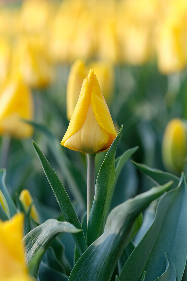 Tulpe (Tulipa) 'Yellow flair'