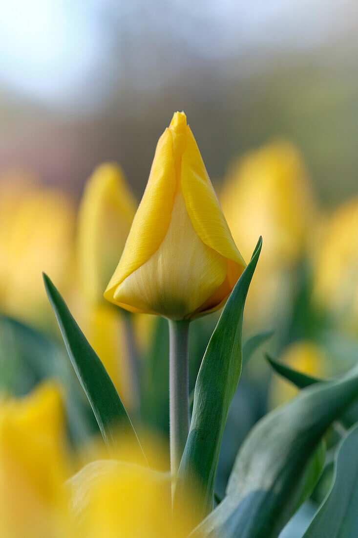 Tulipa Yellow flair