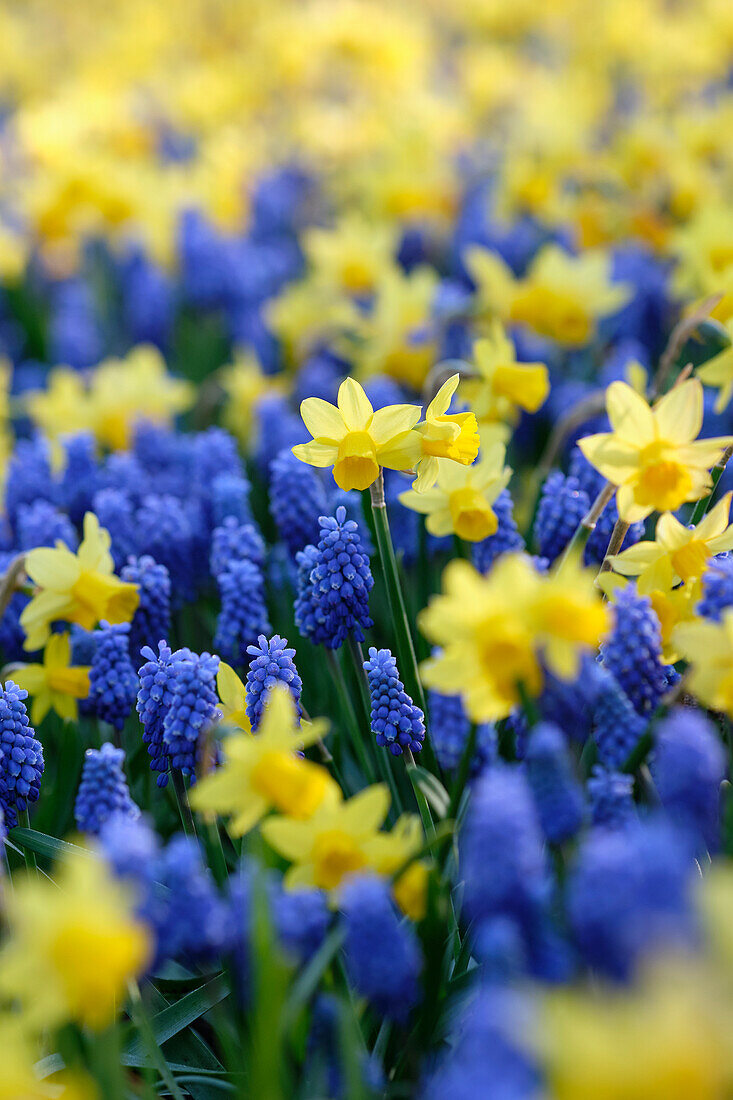 Narcissus Tete a Tete, Muscari Blue Magic