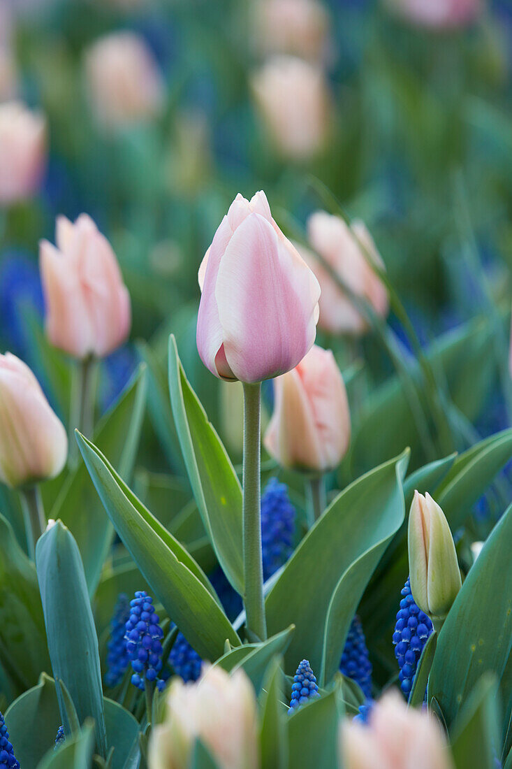 Tulpe (Tulipa) 'Apricot Delight'
