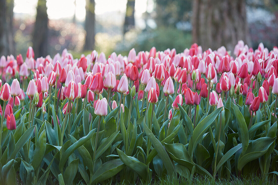 Tulipa Delight mix