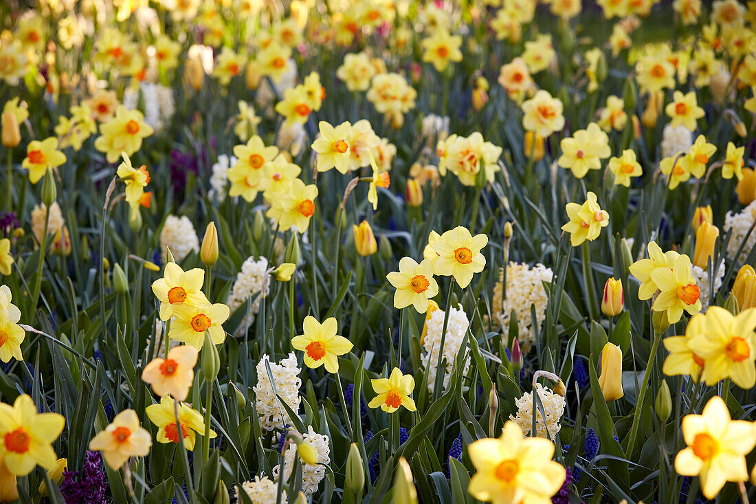 Spring flower combination