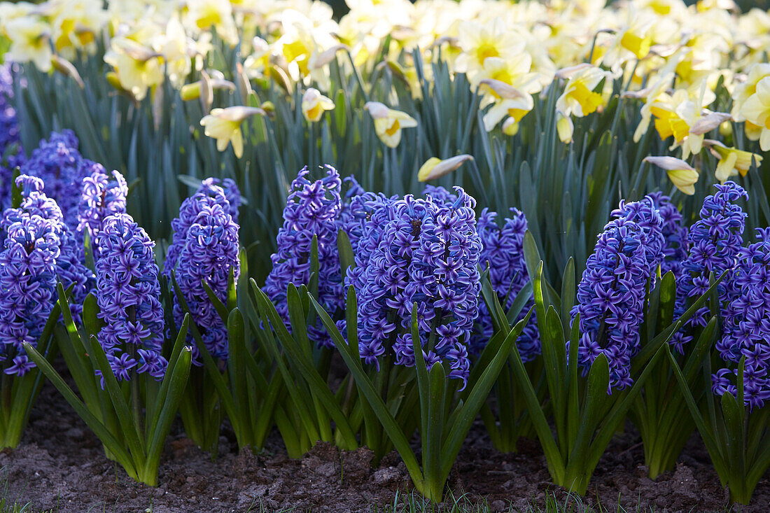 Hyazinthe (Hyacinthus) 'Blue Jacket'