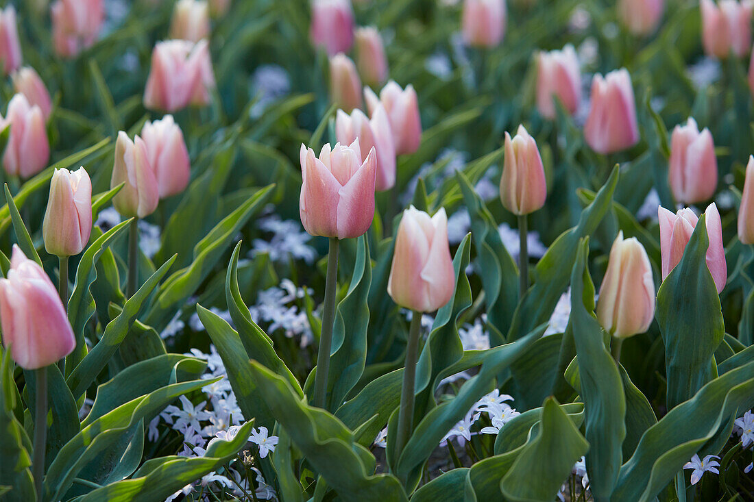 Tulipa Algarve