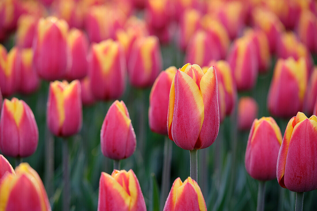 Tulipa Flying Dragon