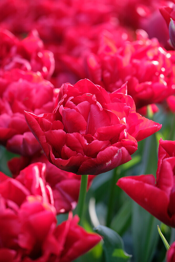 Tulipa Scarlet Verona