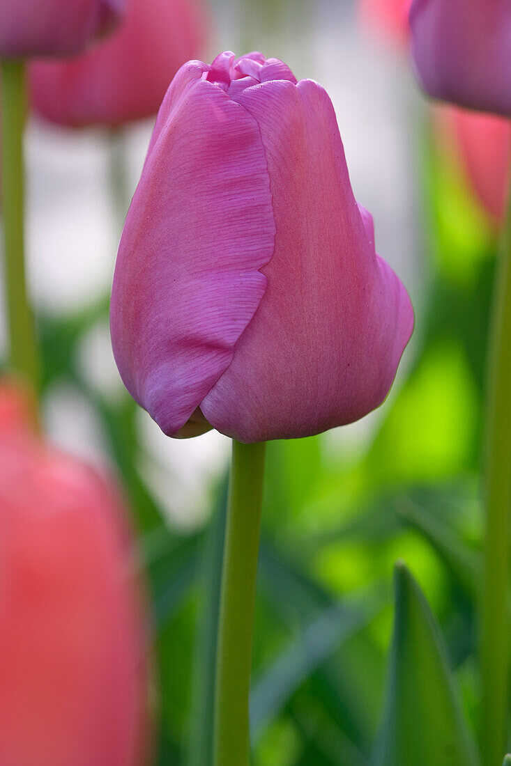 Tulipa Zantupur