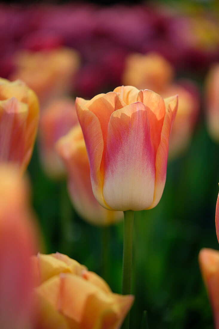 Tulipa Salmon Dynasty