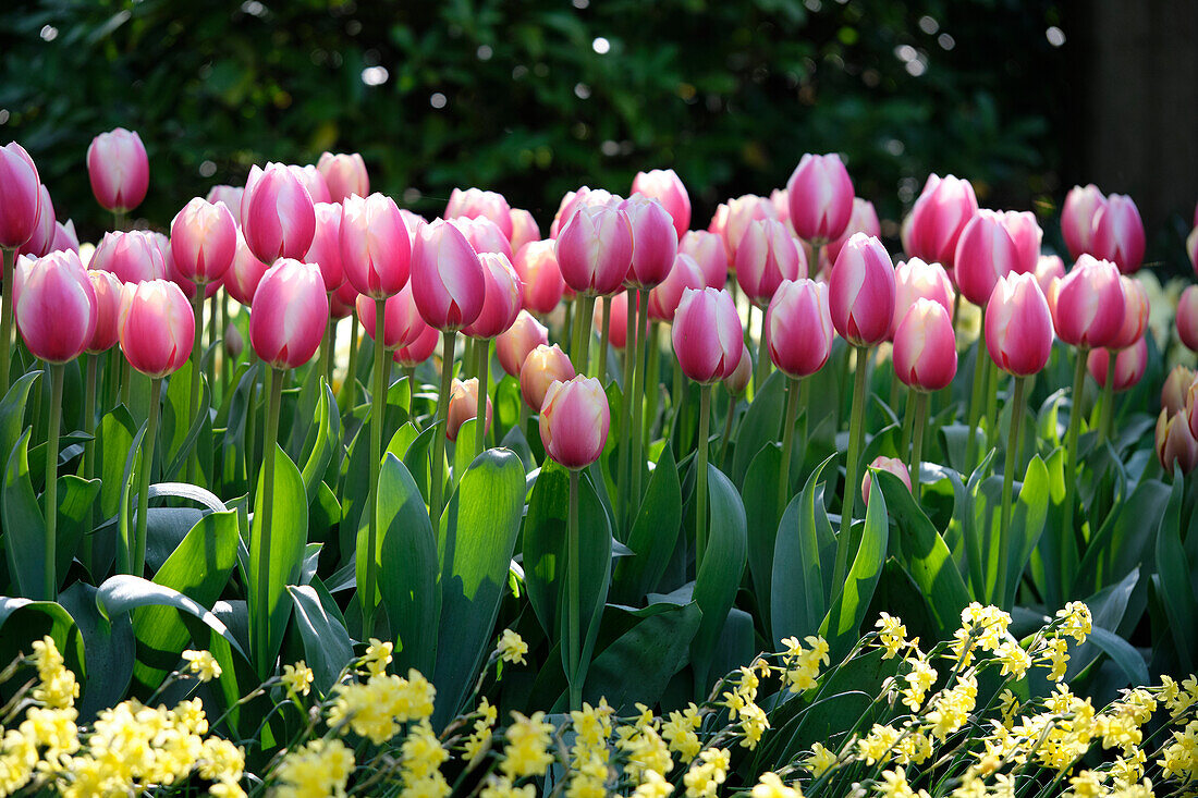 Tulpe (Tulipa) 'Russian Princess'