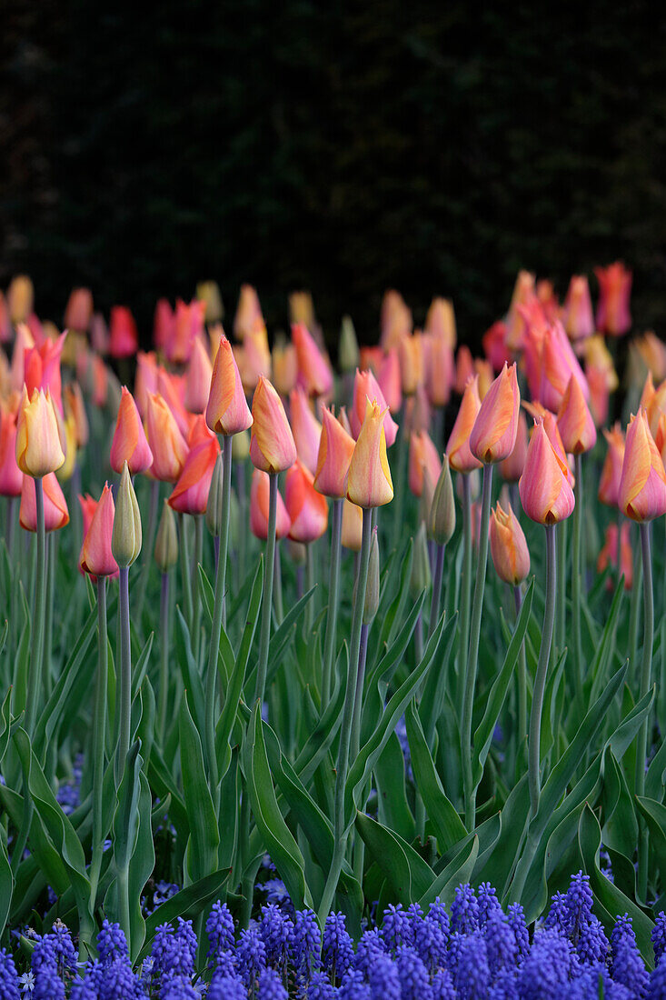 Tulipa El Nino