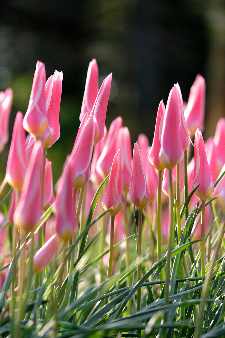 Tulipa Lady Jane