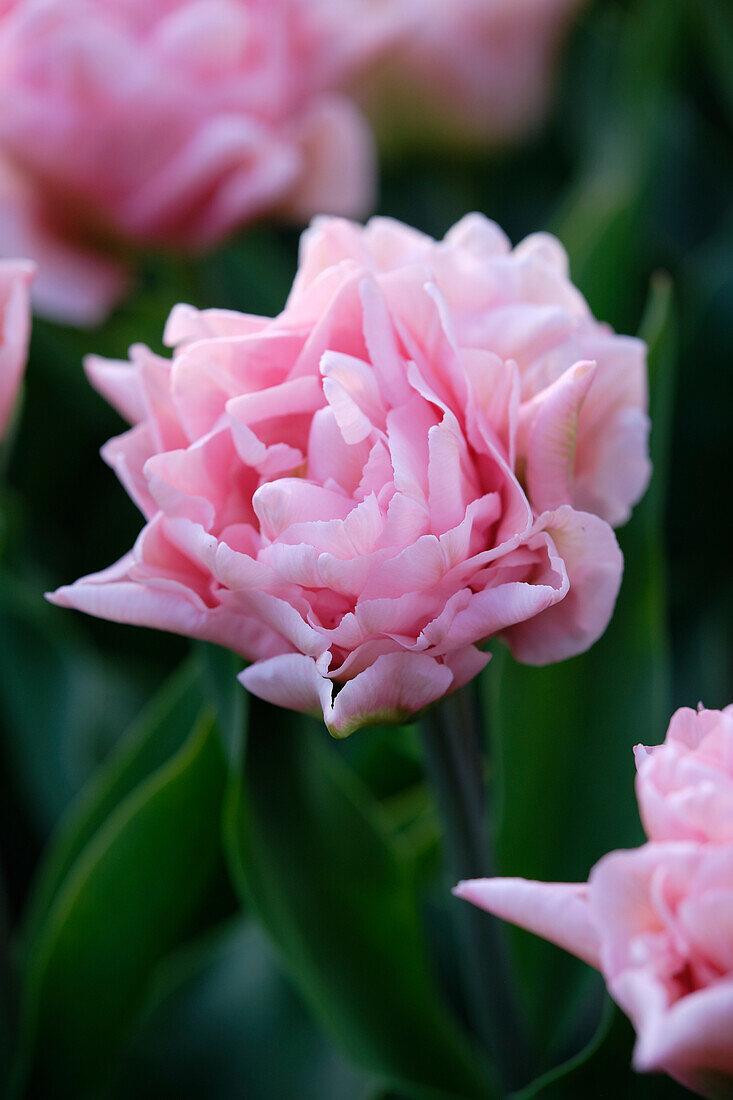 Tulpe (Tulipa) 'Dreamer'