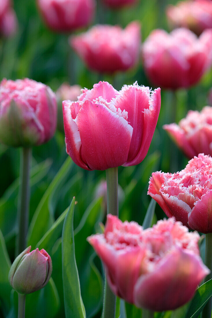 Tulpe (Tulipa) 'Brest'