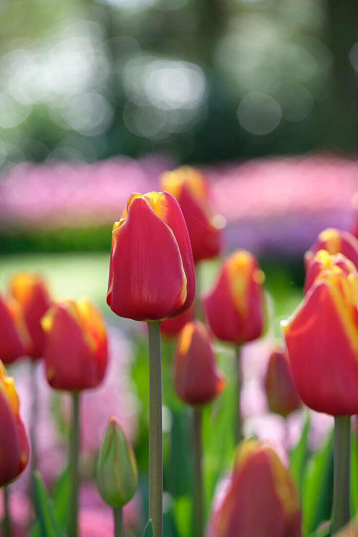 Tulipa Denmark