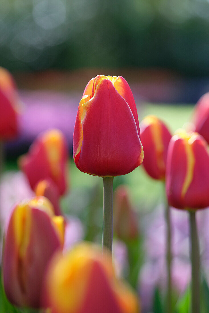 Tulipa Denmark