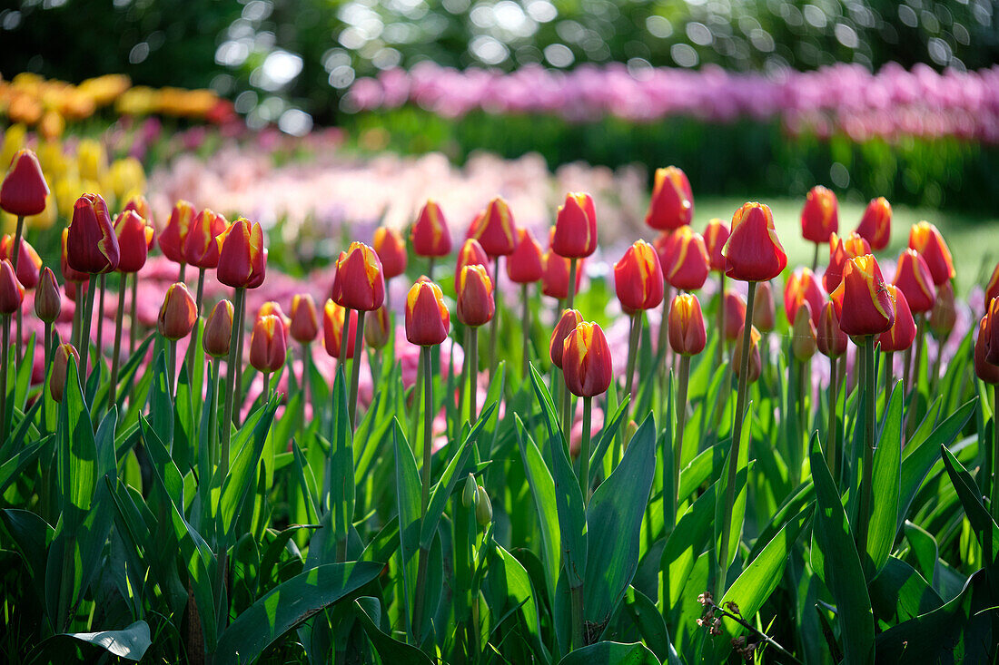 Tulpe (Tulipa) 'Denmark'