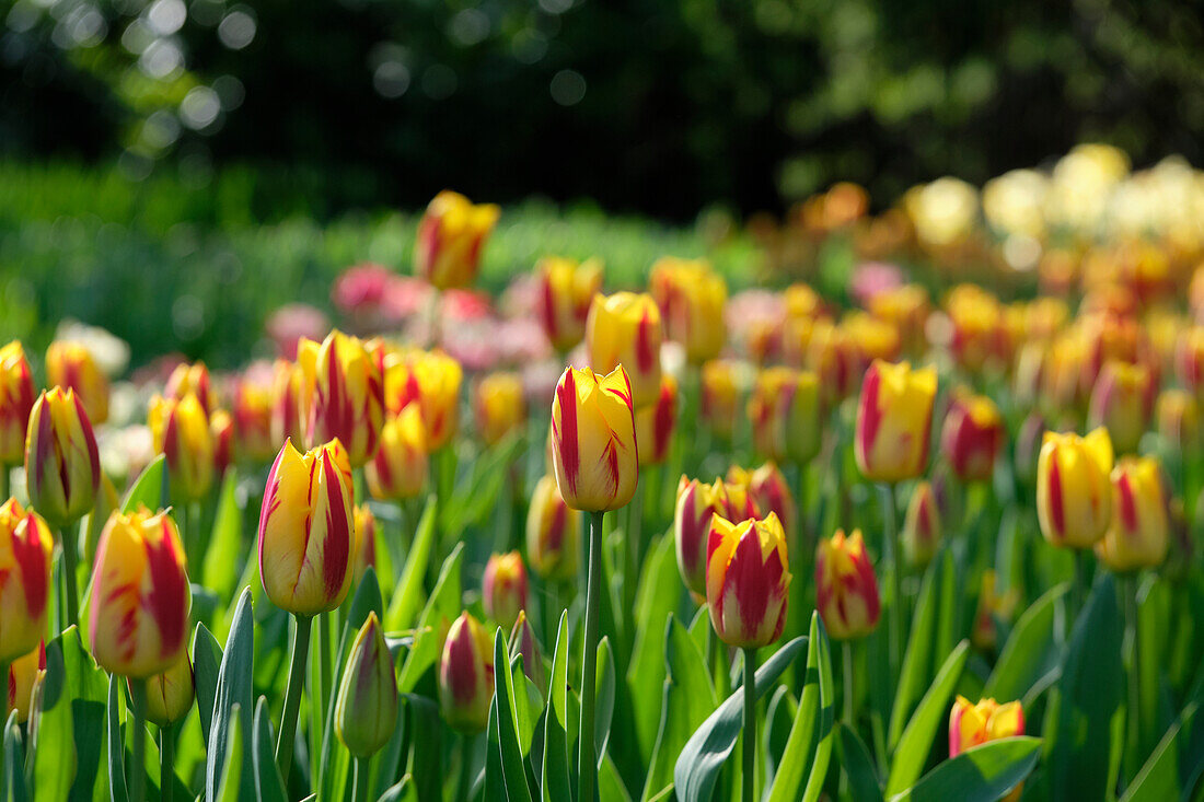 Tulipa Washington