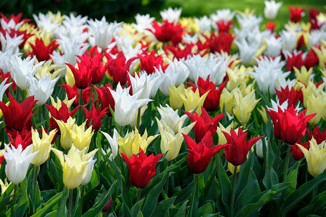 Tulipa Tres Chic Festival mix