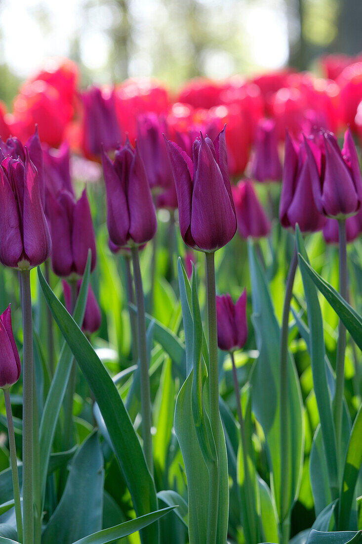 Tulpe (Tulipa) 'Purple Heart'