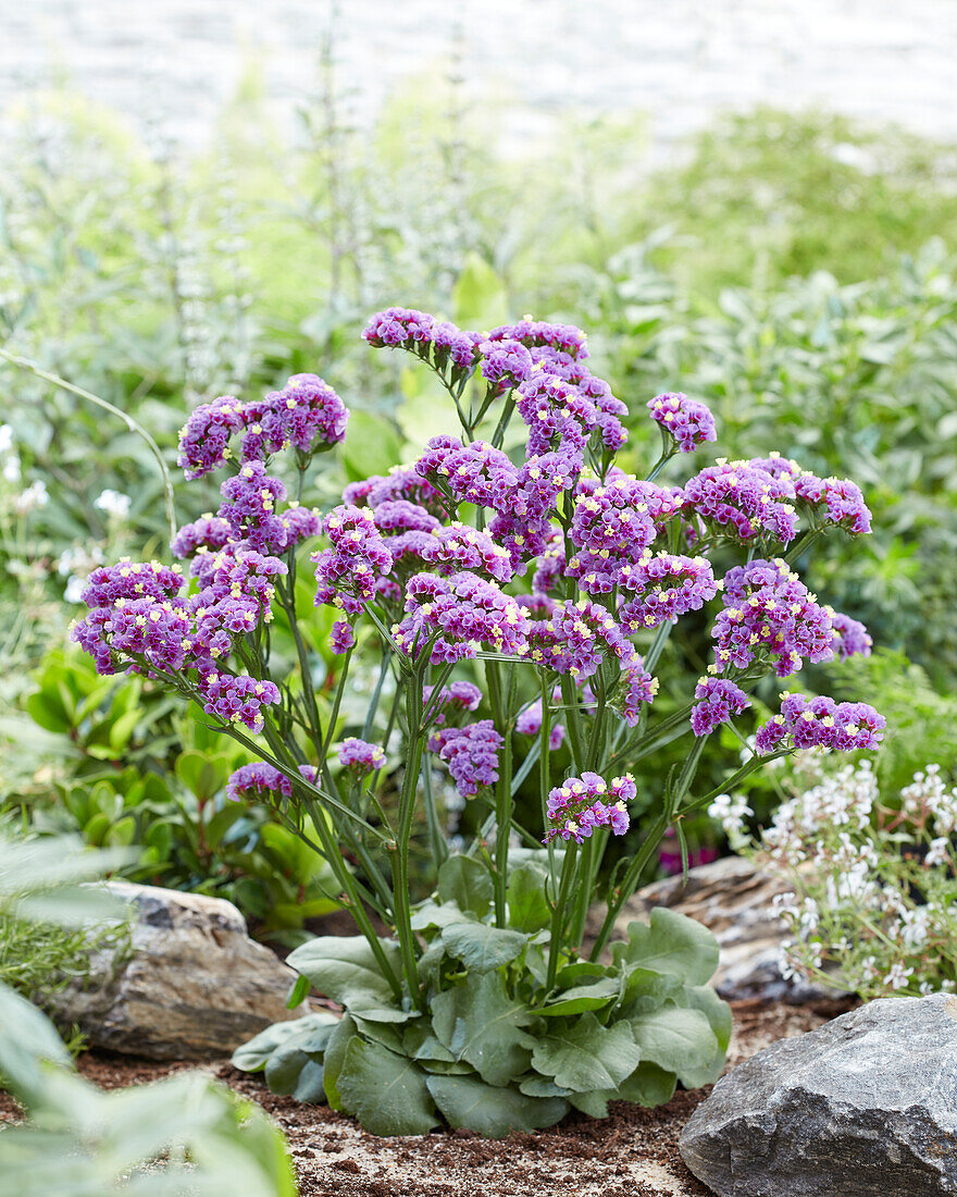 Limonium Sinzii? Lavenderish