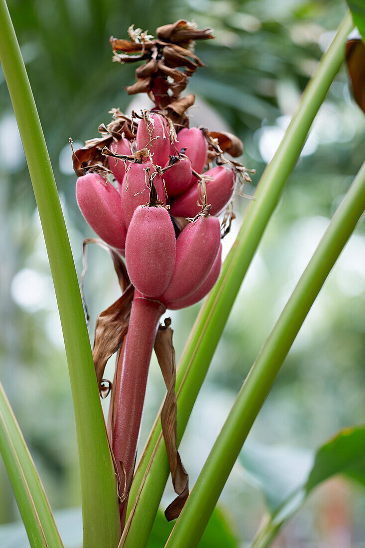 Rosa Zwergbananen (Musa velutina)