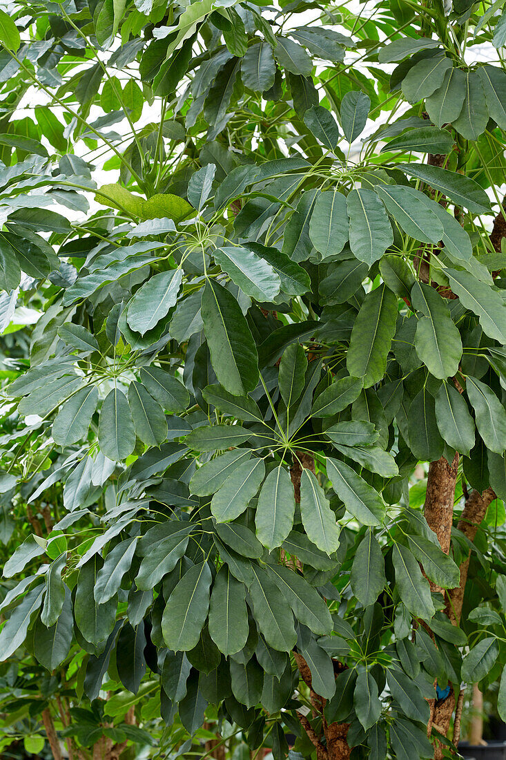 Schefflera Amate