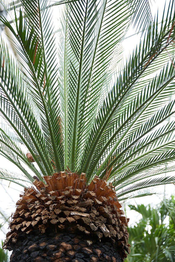 Macrozamia moorei