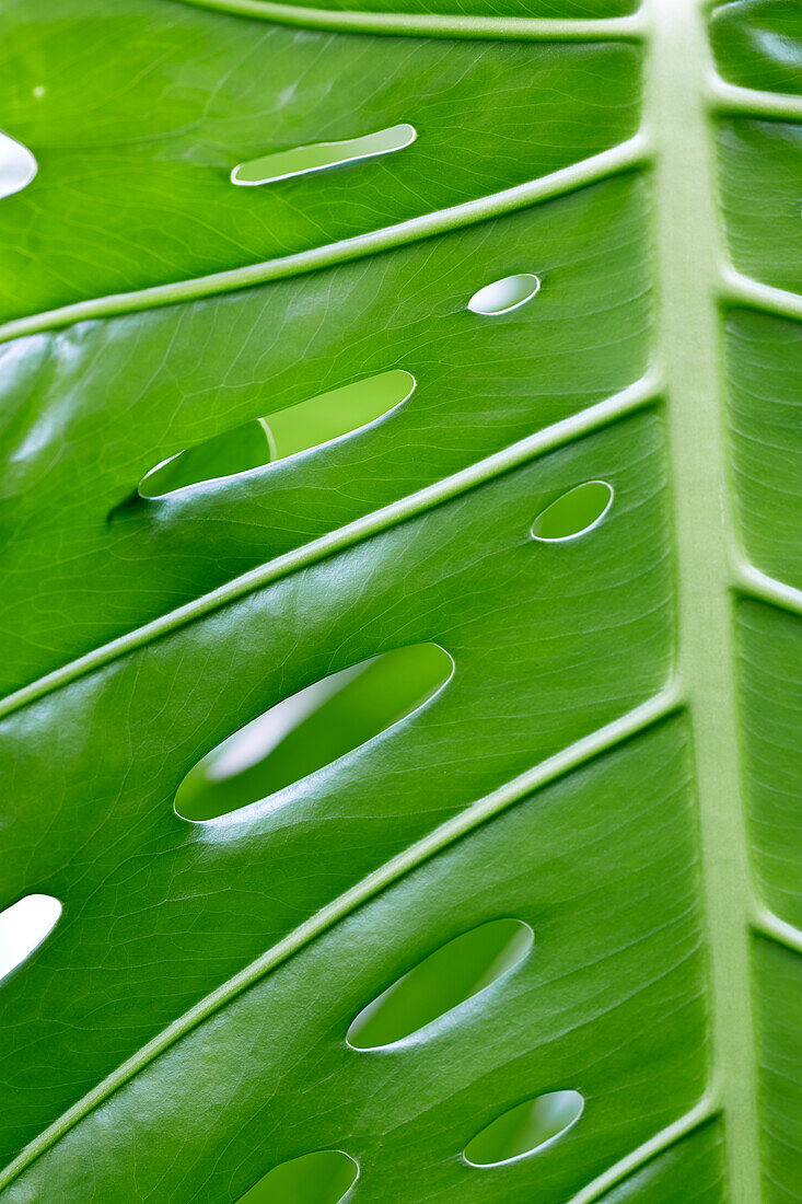 Monstera deliciosa