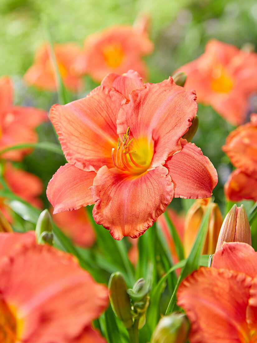 Hemerocallis South Seas