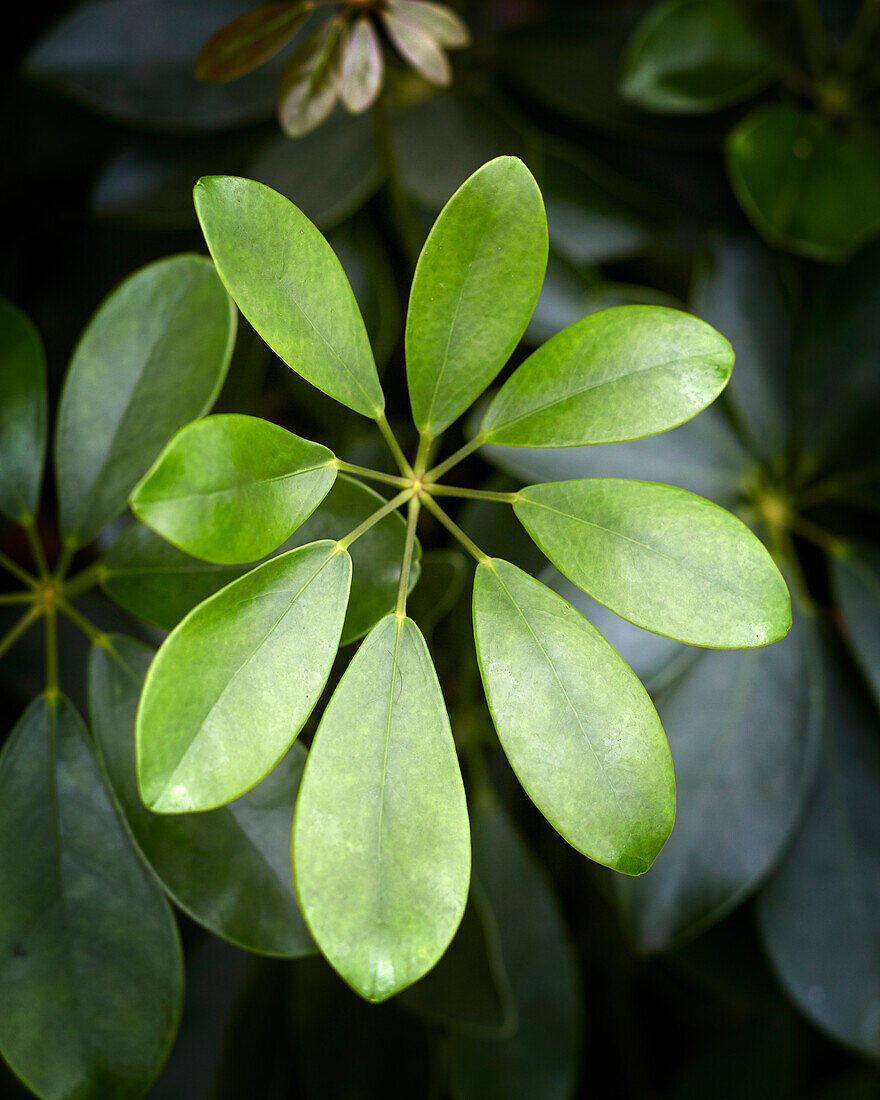 Strahlenaralie (Schefflera)