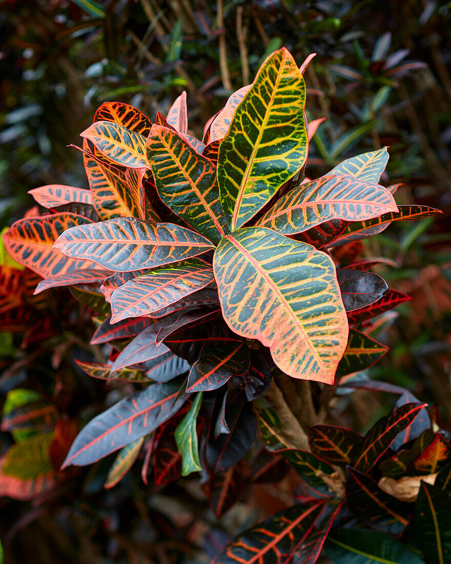 Codiaeum variegatum Petra