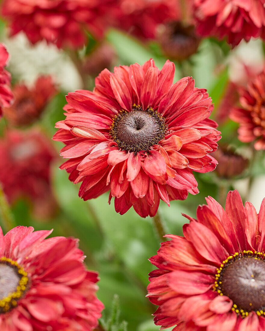 Rudbeckia Enchanted Romance