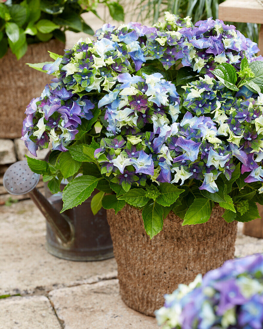 Hydrangea macrophylla Lady Mata Hari Blue