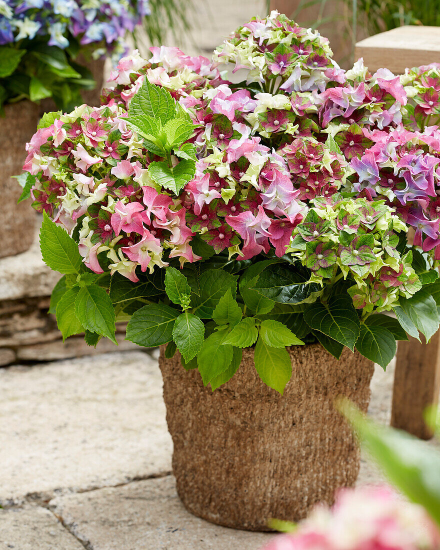 Hydrangea macrophylla Lady Mata Hari Pink