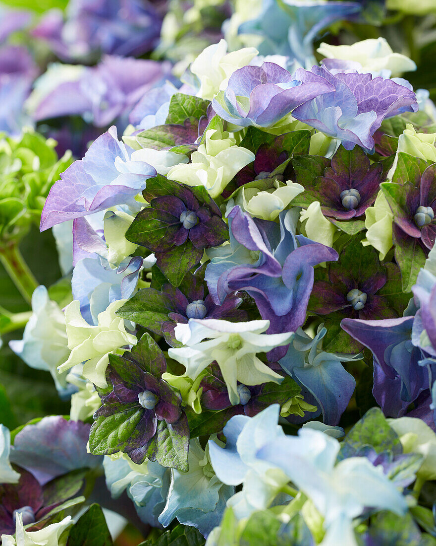 Hydrangea macrophylla Lady Mata Hari Blue