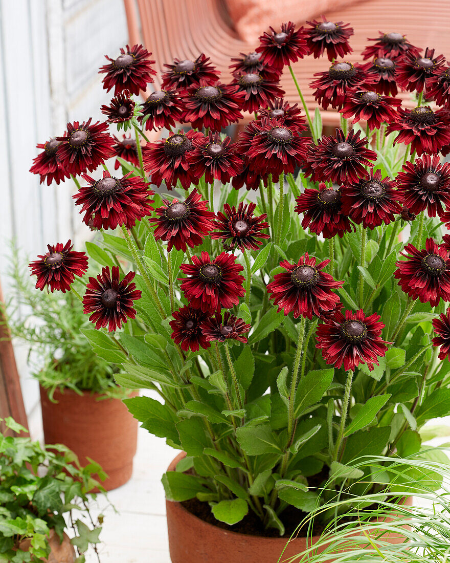 Rudbeckia Enchanted Velvet Flame