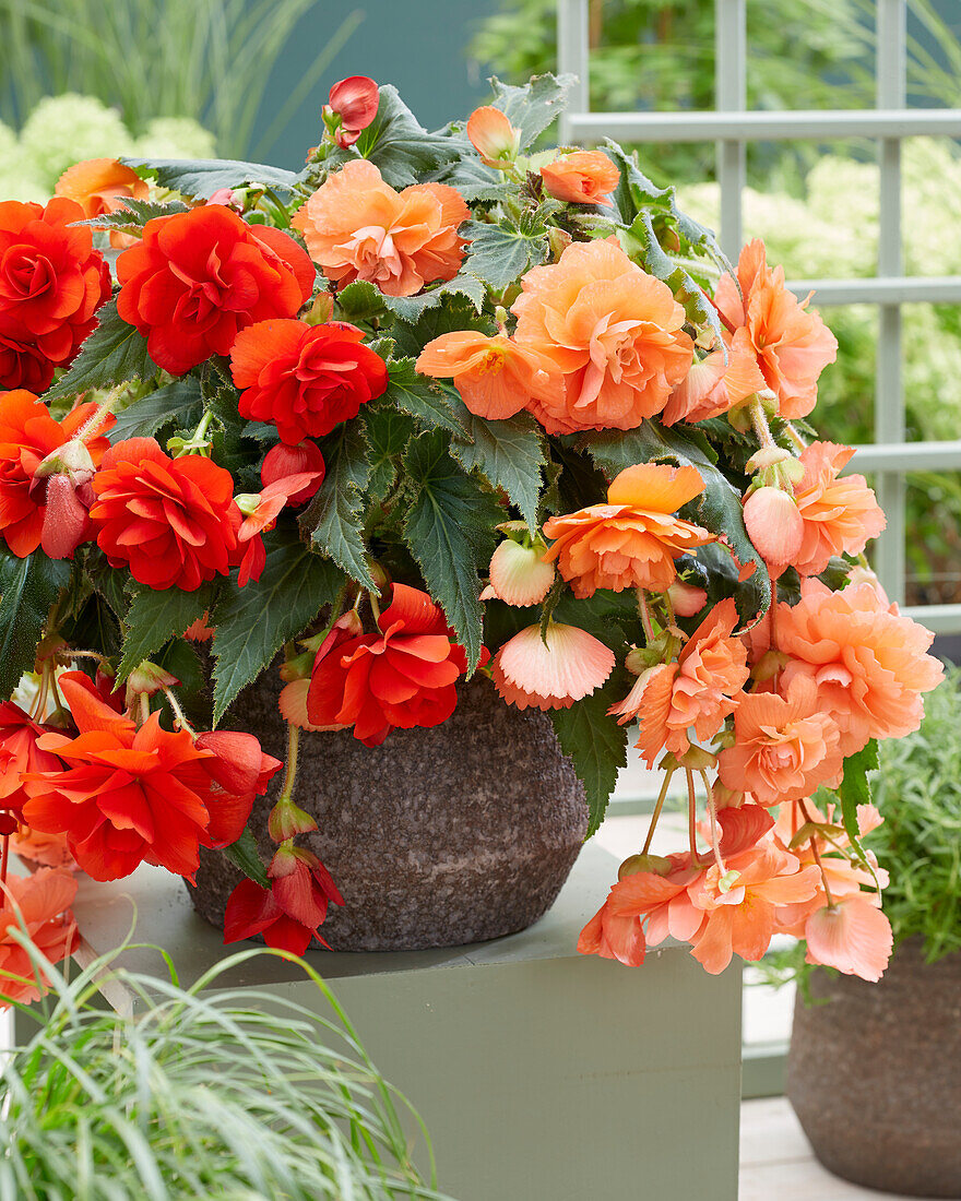 Begonie (Begonia) Sundancer™ 'Sundancer', 'Salmon', 'Scarlet'