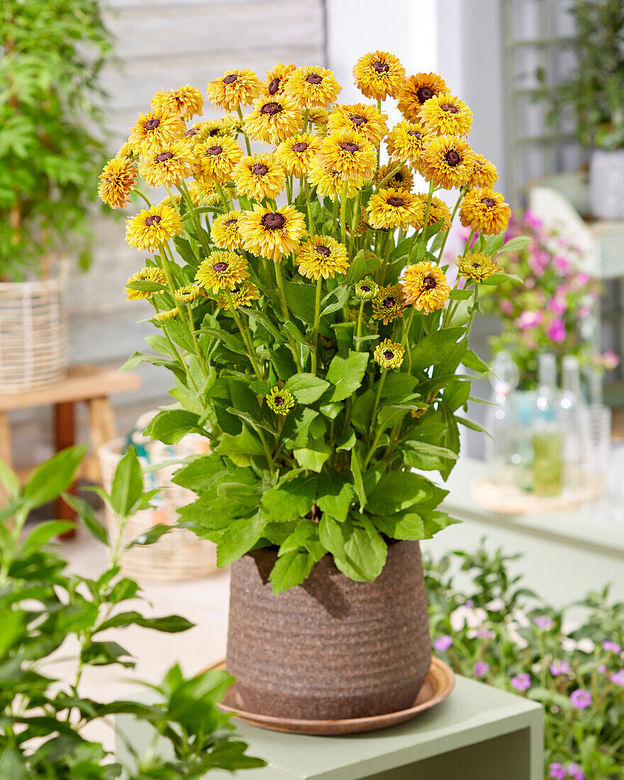 Rudbeckia Enchanted Honey Gold