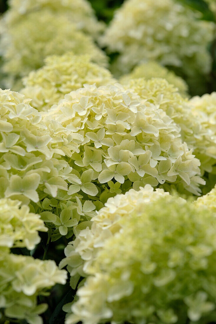 Hydrangea paniculata Whitelight