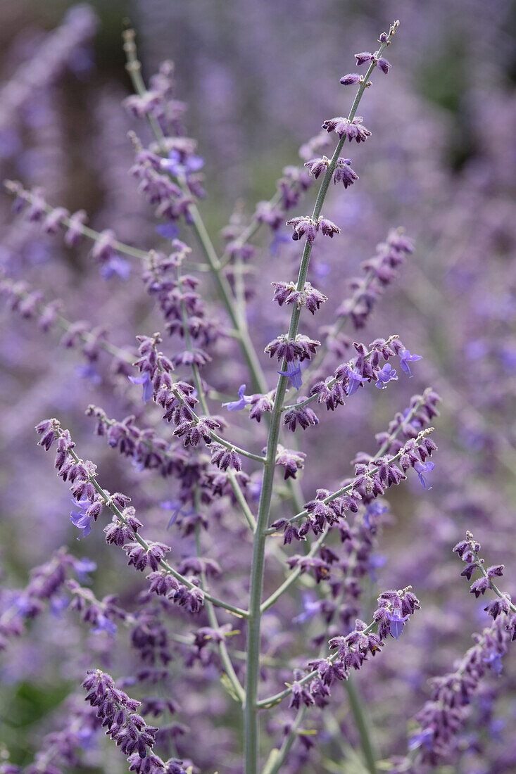 Perovskia atriplicifolia Rocketman